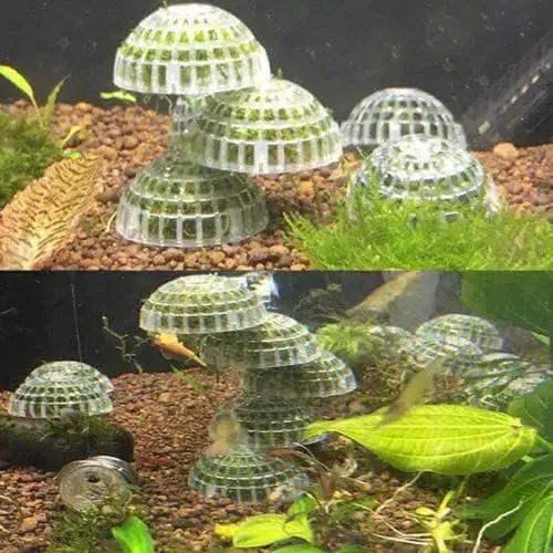 Moss Ball Dome Plastic Holder L(1A)