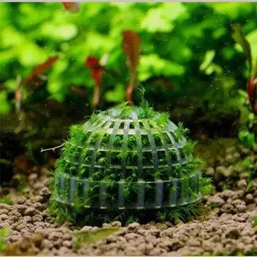 Moss Ball Dome Plastic Holder L(1A)