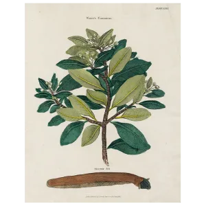 Winter Cinnamon (p 278)